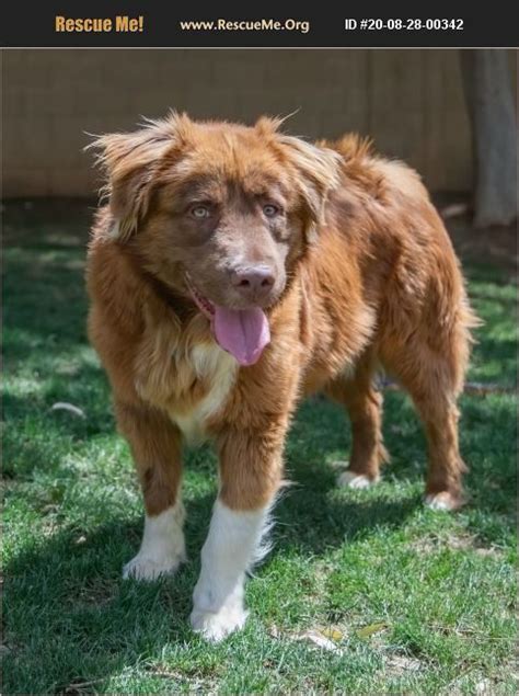 PricingColors of Aussiedoodles For Sale In Arizona. . Aussie rescue arizona